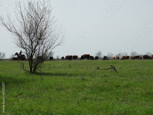 cow in feeld photo