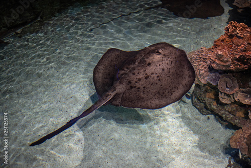 Roughtail stingray swimming in shallow water