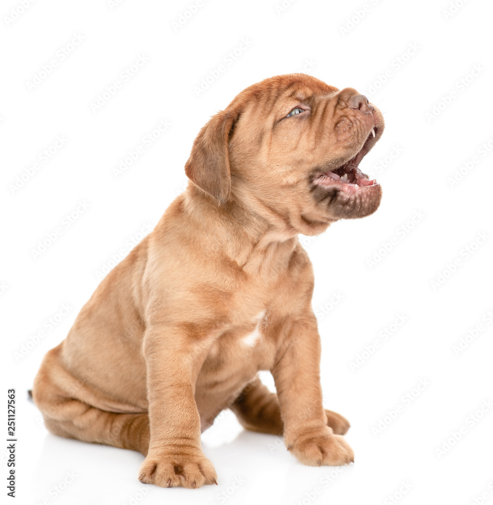 Side view of a mastiff puppy barking, sitting. Isolated on white background