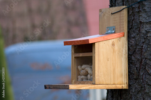 Futterstation für Eichhörnchen mit Erdnüssen gefüllt photo