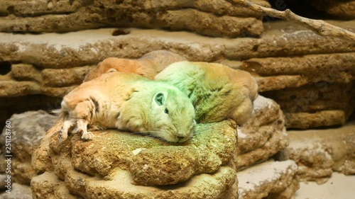 Common Gundi is sleeping on stone in zoo photo