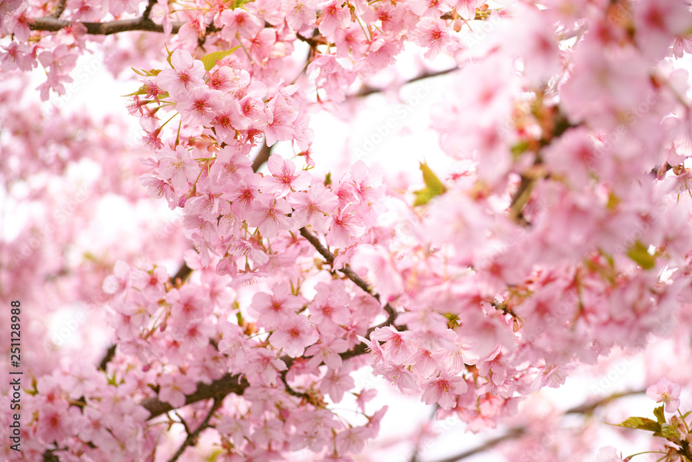満開の桜　日本の春