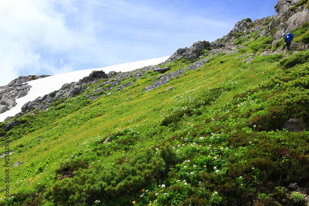 Fototapeta premium 北アルプス三俣蓮華岳 山頂直下のお花畑 シナノキンバイ、ハクサンイチゲ