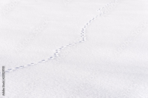 fox foot prints in deep snow