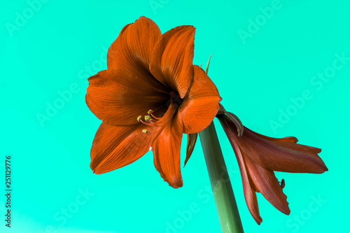 Beautiful flowers of the bulbous plant Hippeastrum. Red flowers against light green background. Isolated hippeastrum inflorescence. Hippeastrum Lovely red. photo