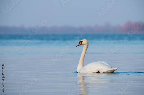 Two swans lake winter wild life nature