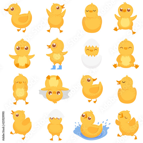 Yellow duckling. Cute duck chick, little ducks and ducky baby isolated cartoon vector illustration