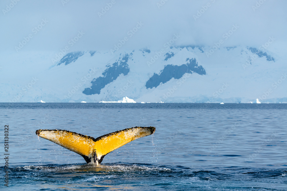 Fototapeta premium Humpback whale in Antarctica