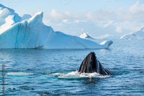 Bilde på lerret Humpback whale in Antarctica