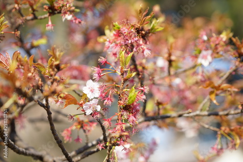 東京の桜