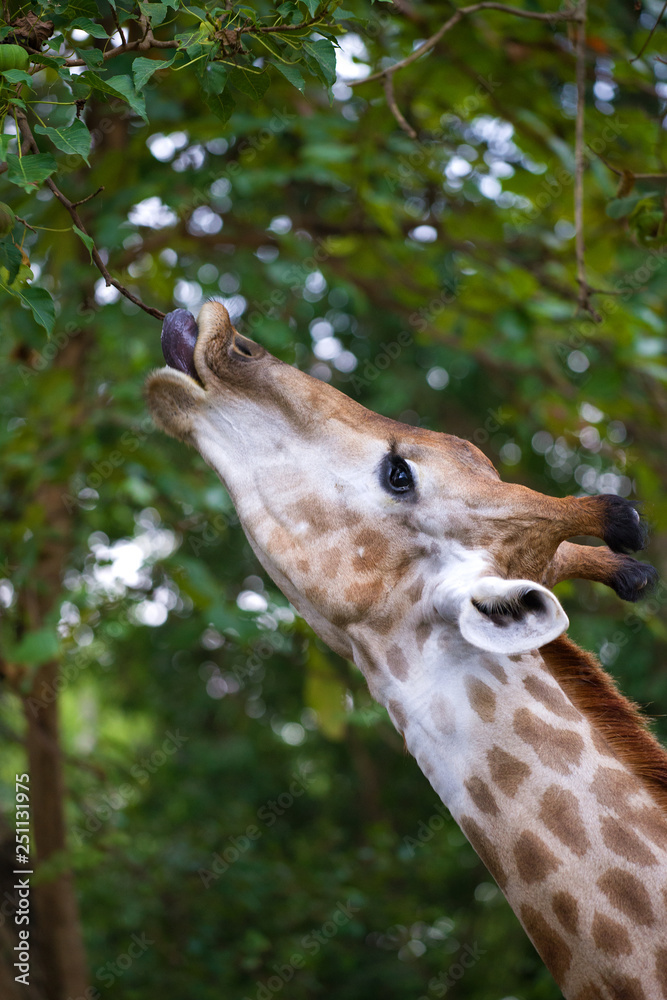 Obraz premium Giraffe stretches for young leaves
