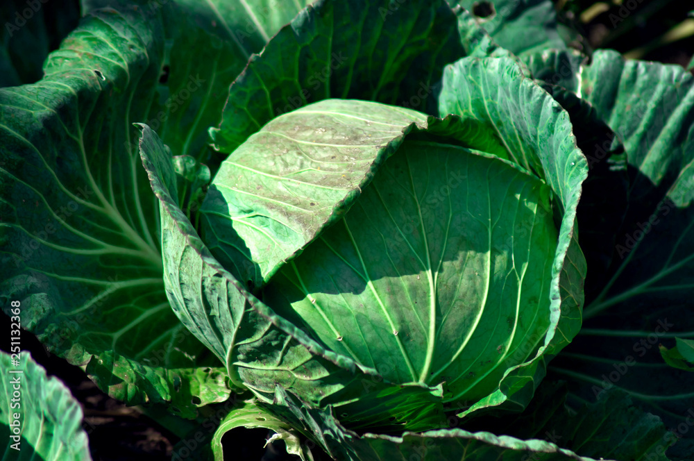 Fototapeta premium Big green cabbage