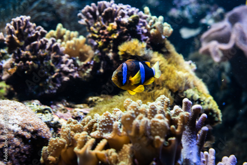 Orange clownfish swimming in a coral reef