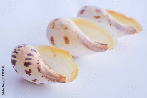 Sea shell isolated on a white background.Studio shot. Close up