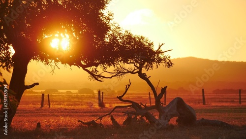 Sonnenuntergang mit Baum im australischen Outback