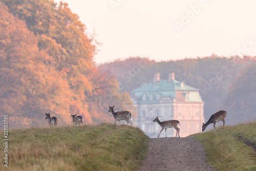 Fallow Deer, Dama dama, females and fawns crossing the dirt road in Dyrehave, Denmark. The Hermitage Palace out of focus in the background.