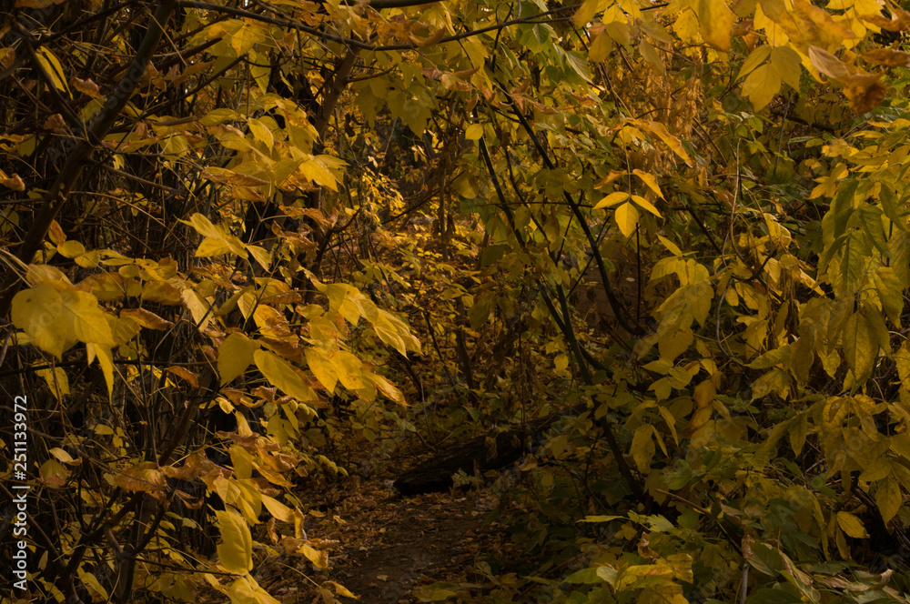 Obraz premium yellow leaves in the forest