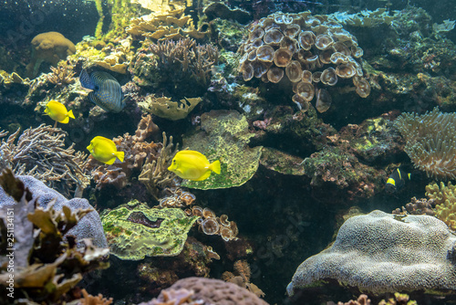School of yellow fish in a coral reef