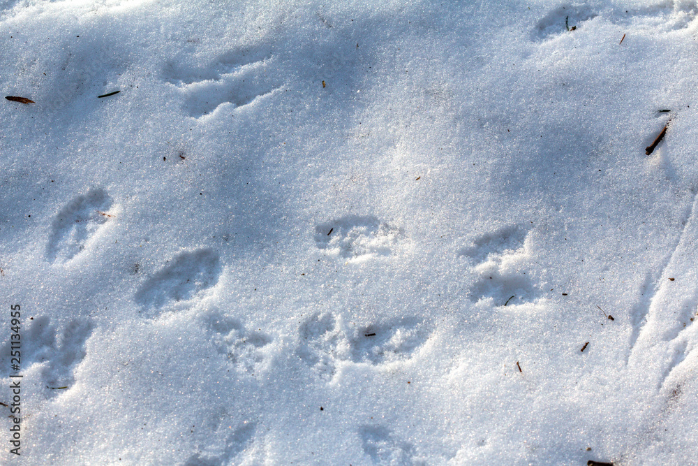 Traces of squirrels on white snow. Paw prints of animals in the winter forest Traces of squirrels on white snow. Paw prints of animals in the winter forest