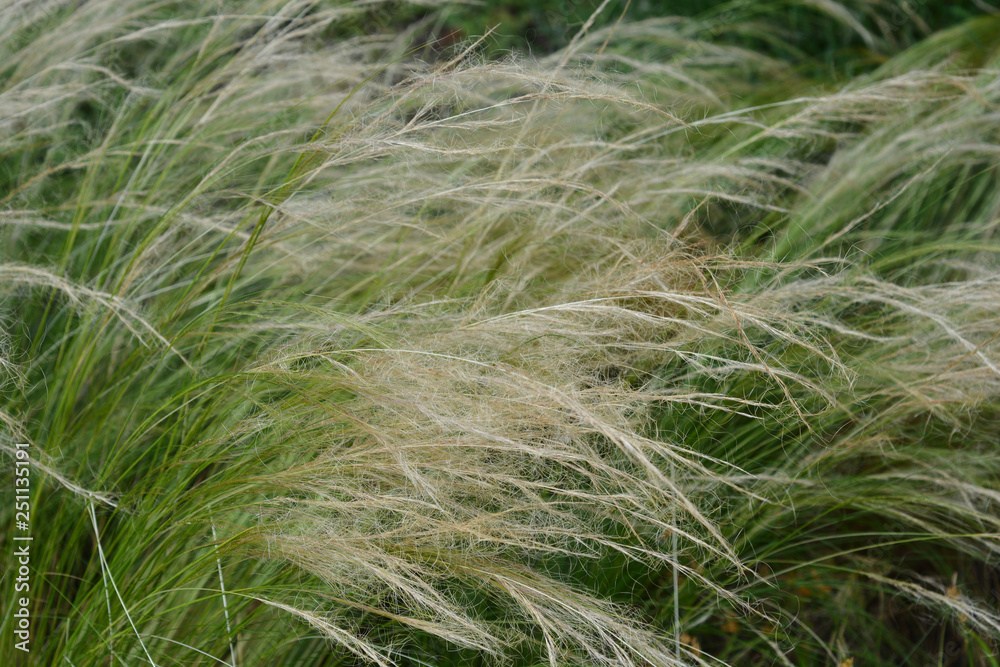 Pony tails grass