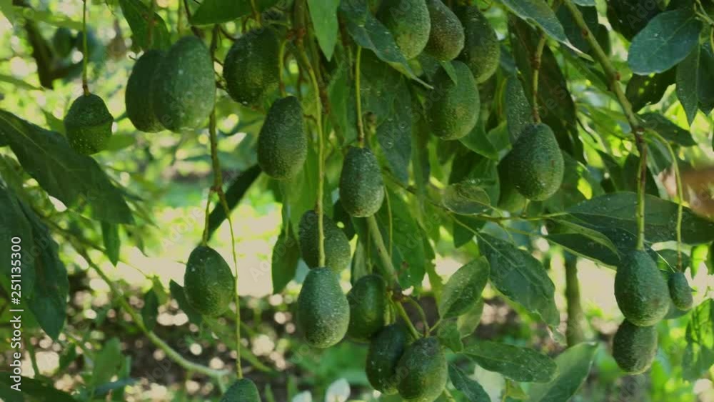Huerto de Aguacate