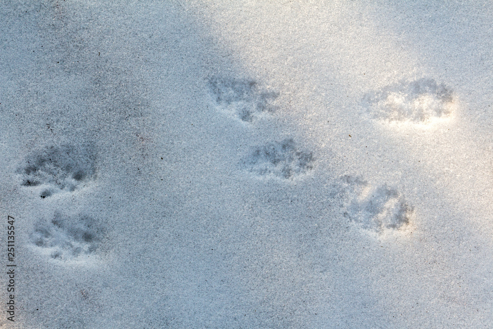 Traces of squirrels on white snow. Paw prints of animals in the winter forest Traces of squirrels on white snow. Paw prints of animals in the winter forest