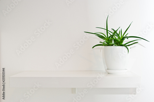 Green pot plant in white room as decoration. Aloe vera © AHatmaker