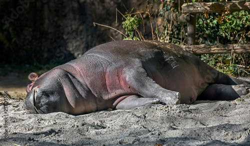 Young hippopotamus. Latin name - Hippopotamus amphibius 