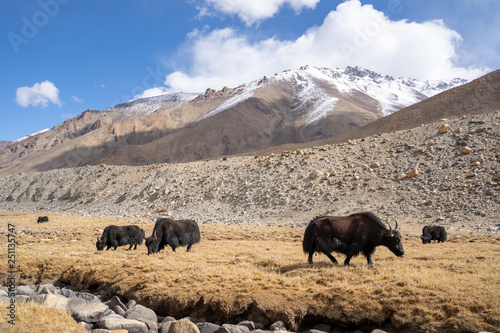 A view of a group of yak is eating in the field with the snow mountain in Ladakh, India.