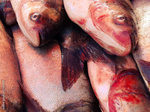 Silver Carp in Japan fish market