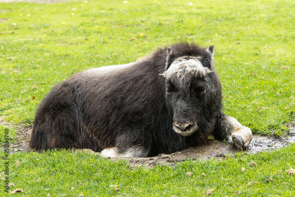Fototapeta premium Bison resting in Moscow zoo
