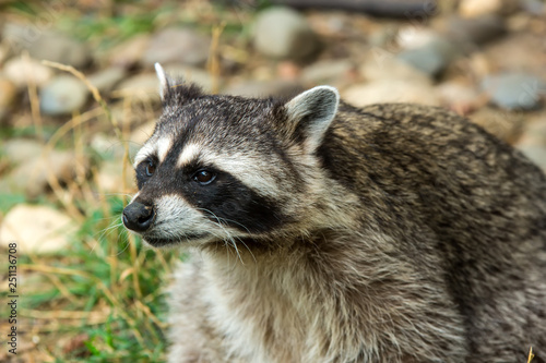 Raccoon (Procyon lotor) in the forest