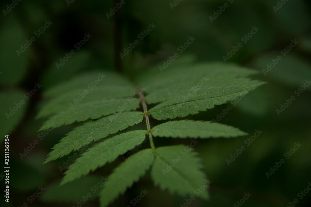 Close up of leaves on a branch Close up of leaves on a branch