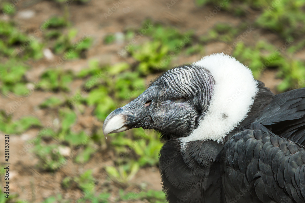 The Andean condor (Vultur gryphus) head closeup with white collar in ...