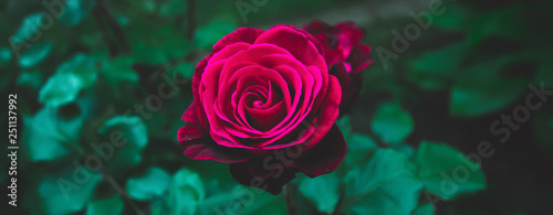 Rose with green background