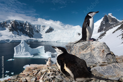 Chinstrap penguins in antarctica photo
