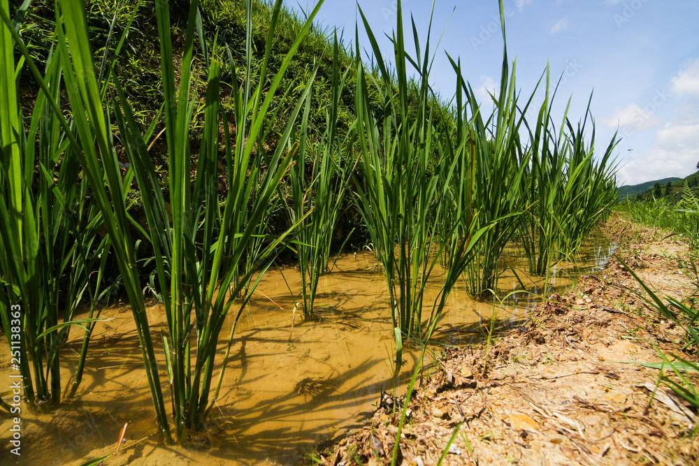 Fototapeta premium Rice plant close-up in rice field