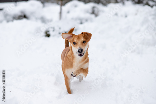 Ucieszony mały pies, bawiący się w śniegu