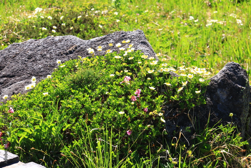 Obraz premium 北アルプス雲ノ平 日本最後の秘境を歩く チングルマと岩