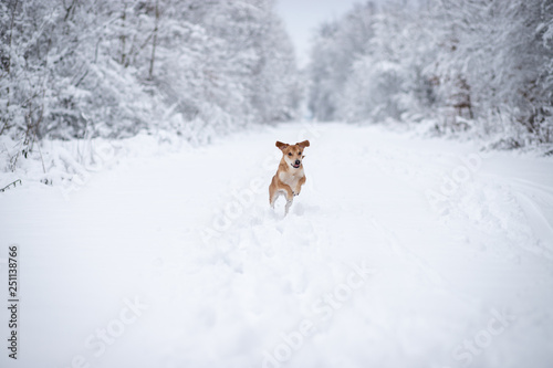 Pies biegnący po śniegu