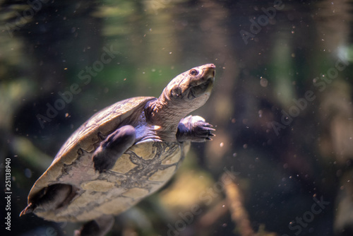 Arrau turtle (Podocnemis expansa) swimming in a river