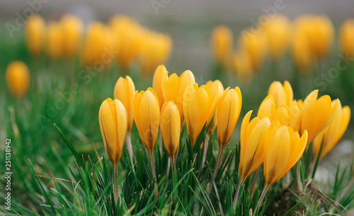 Yellow crocus