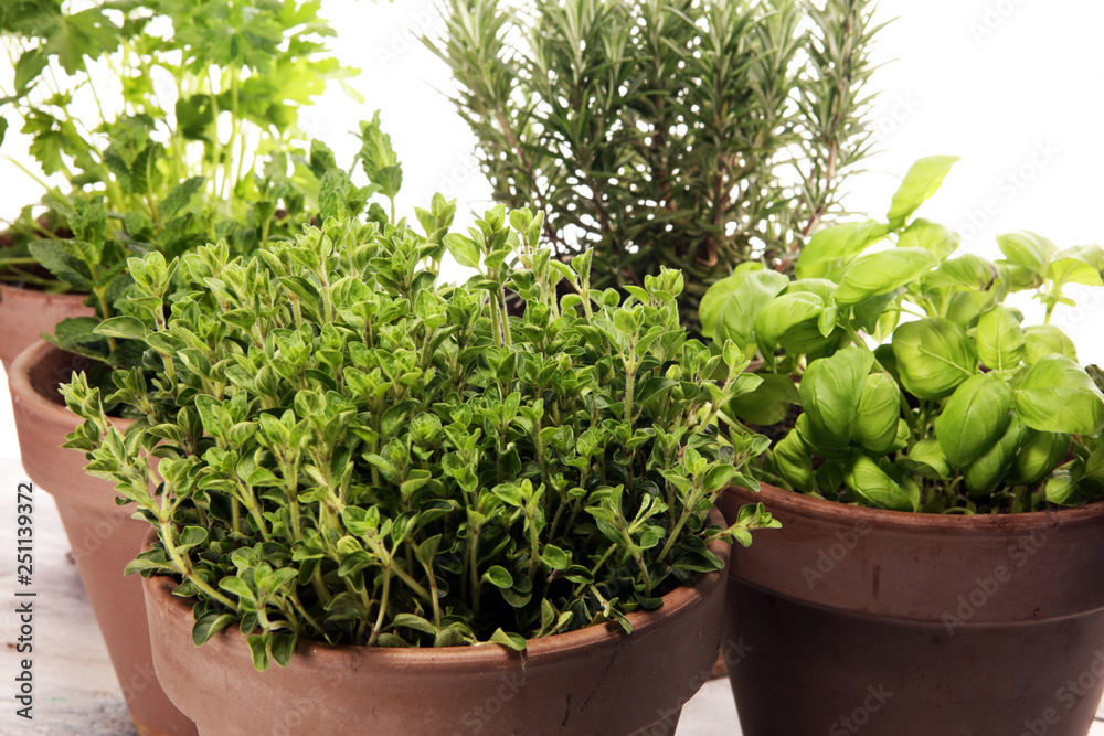 Homegrown and aromatic herbs in old clay pots Homegrown and aromatic herbs in old clay pots