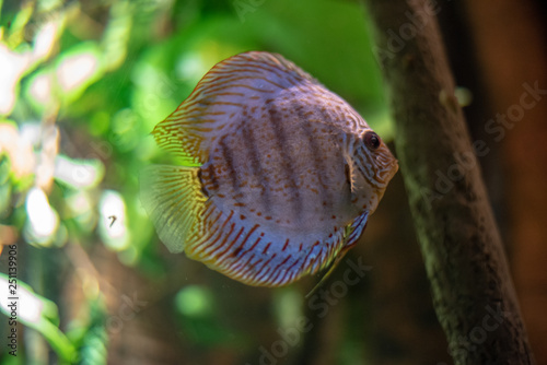 Colorful discus swimming in the river