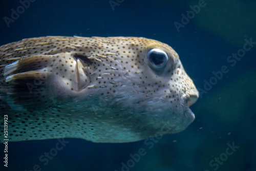 Close up of a puffer fish
