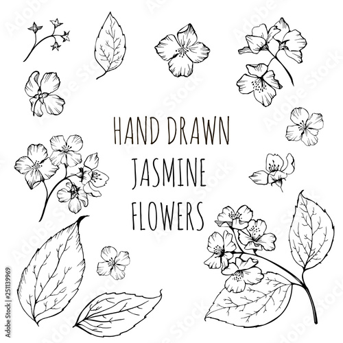 jasmine, mitex, flowers, line, drawing, sketch, vector, black, white, graphics, detail, isolated, leaves, flower, illustration, design, floral, set, outline, branch, art, spring, plant, jasmin, ornate