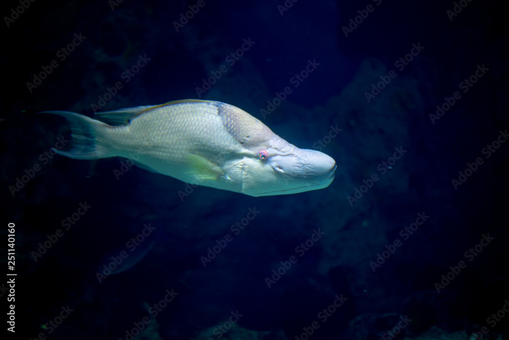 Fototapeta premium Hogfish swimming in the Atlantic Ocean