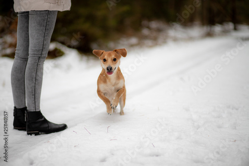 Fototapeta Naklejka Na Ścianę i Meble -  Pies biegnący po śniegu