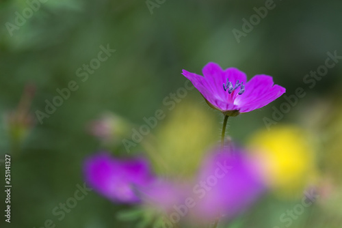 pink flower in a field of flowers isolated