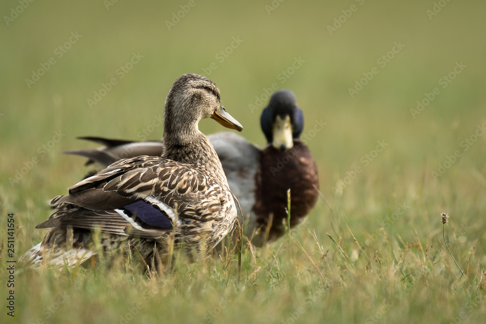 pair of ducks on a meadow pair of ducks on a meadow